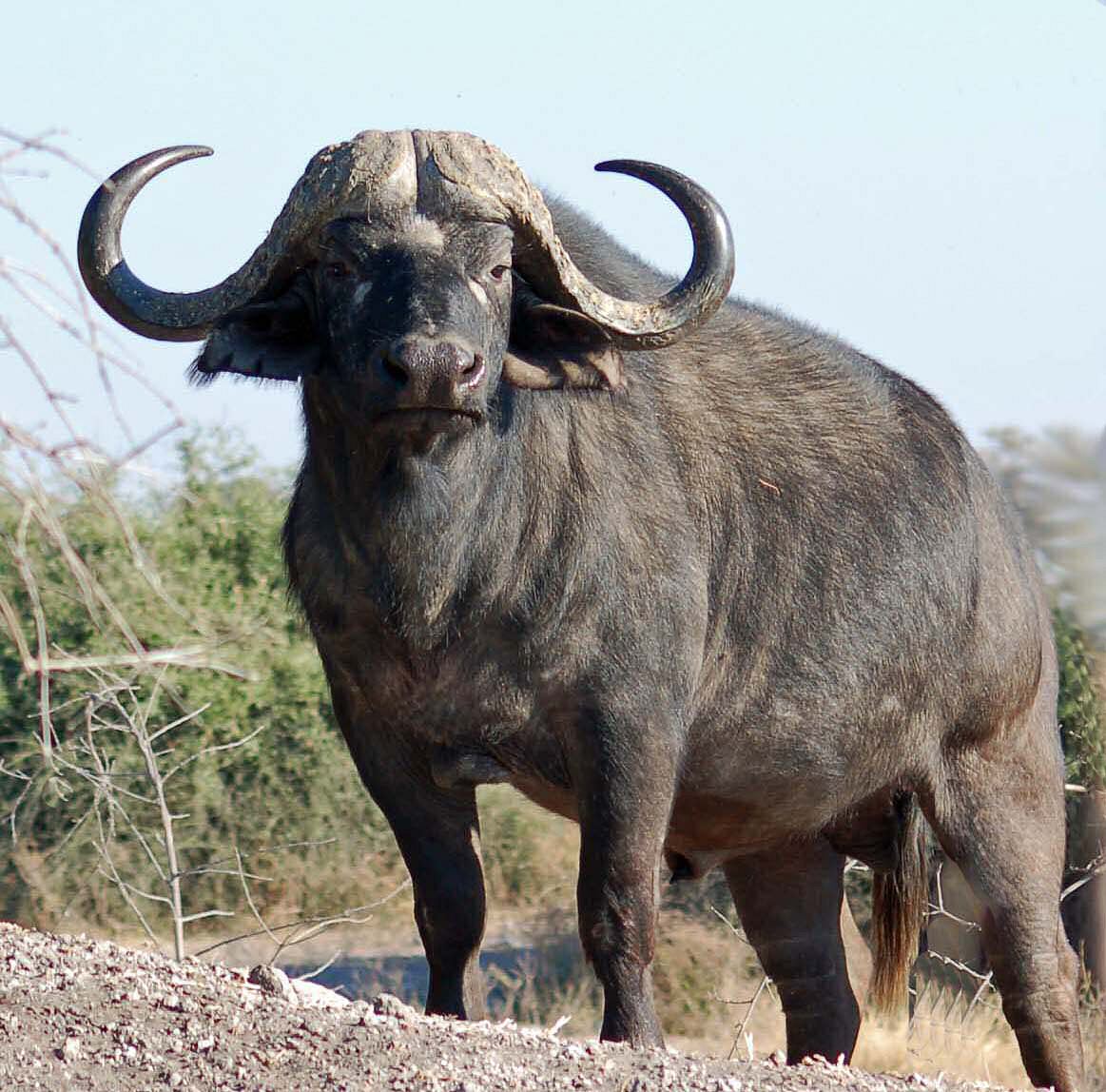 africa-cape-buffalo.jpg