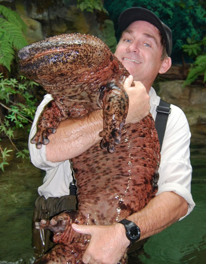Largest Amphibian