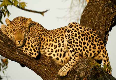 jaguar animal pictures. Animal
