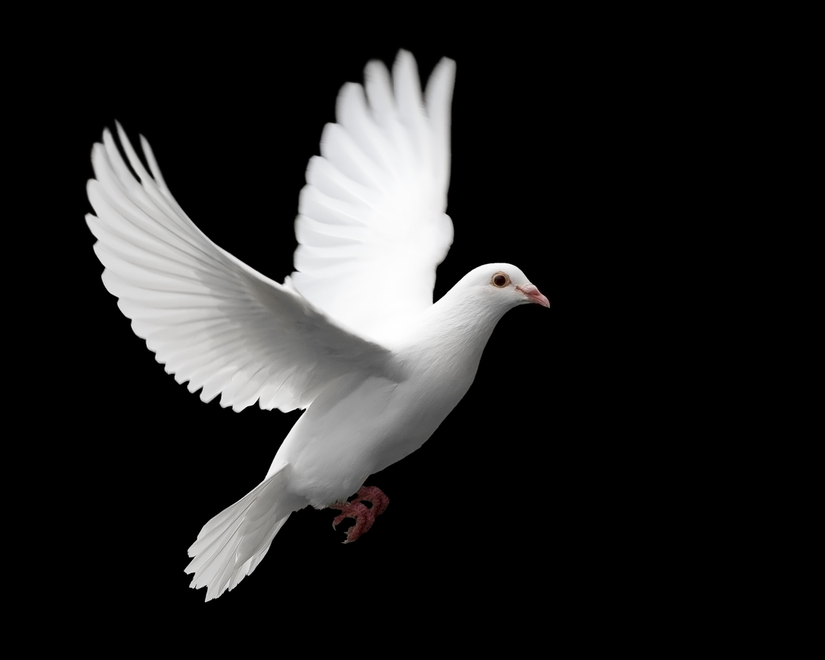 white_dove_in_flight__976408.jpg