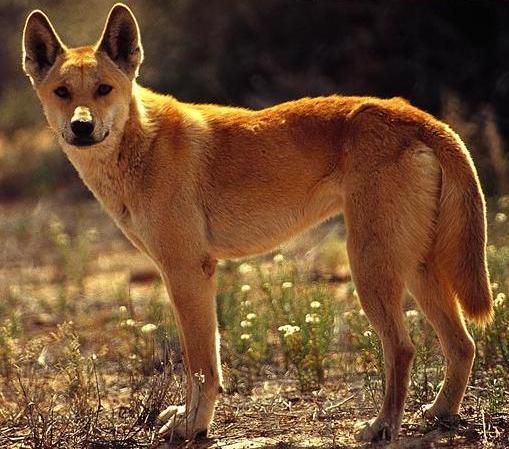 Animal of the day – 11/11/2010 – The DINGO
