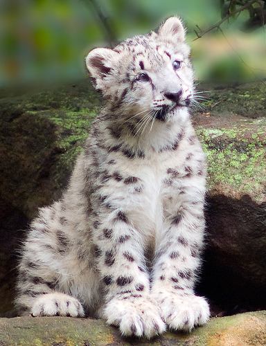 jaguar animal cub. cute snow leopard cub pic!